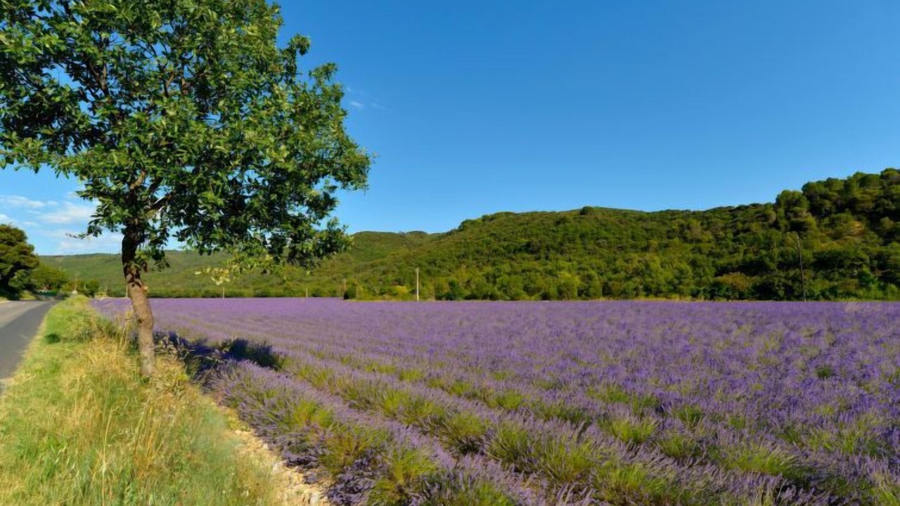 Photo of Outdoor in Le Castellet