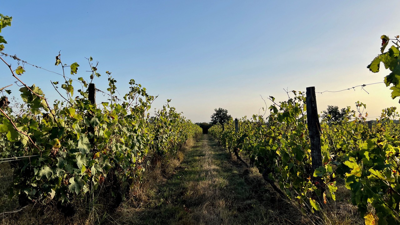 Photo of Outdoor in Villematier