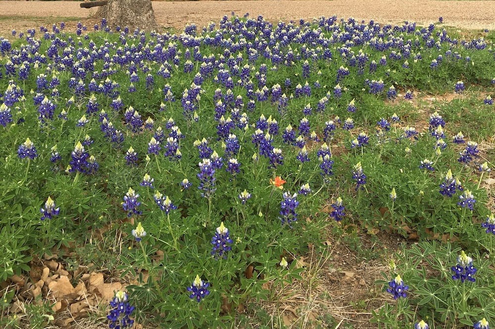 Photo of Others in Palo Pinto