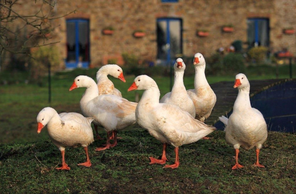 Photo of Others in Martigne-Ferchaud