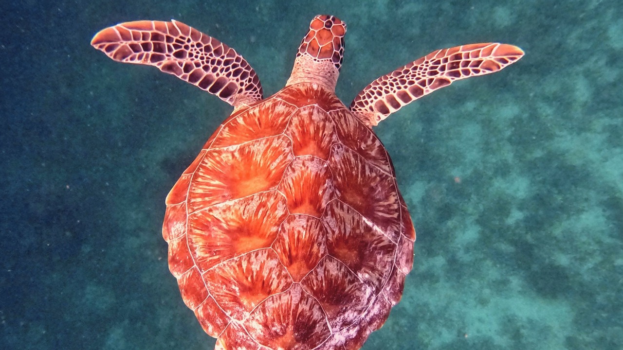 Photo of Others in Gili Trawangan