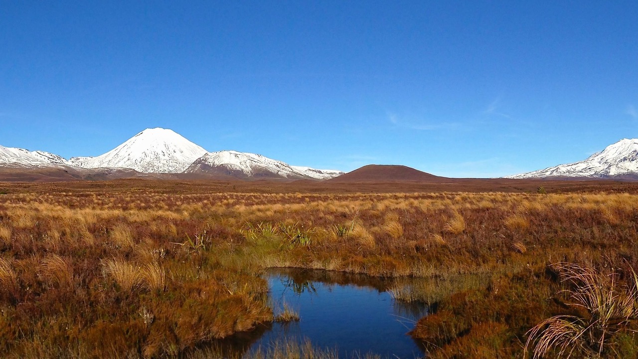 Photo of Others in Turangi