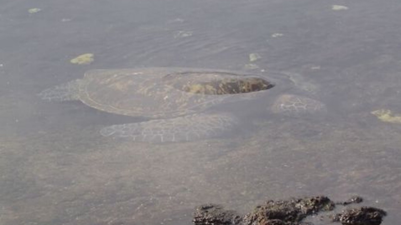 Photo of Outdoor in Keaukaha