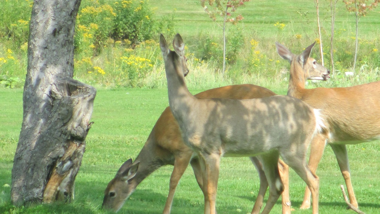 Photo of Others in Edgetts Landing