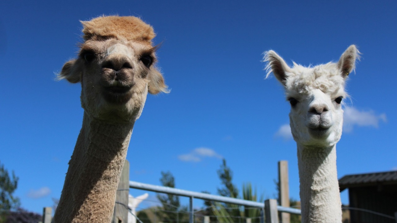 Photo of Outdoor in Gladstone