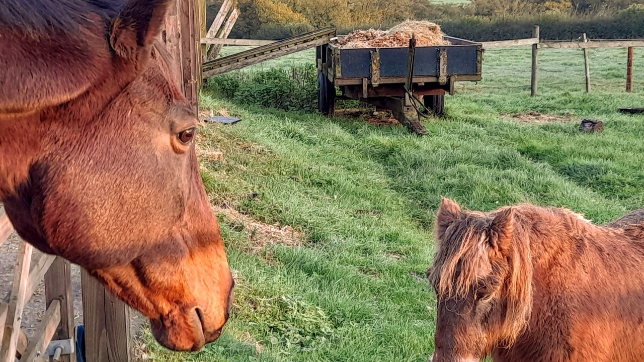 Photo of Outdoor in Trudoxhill