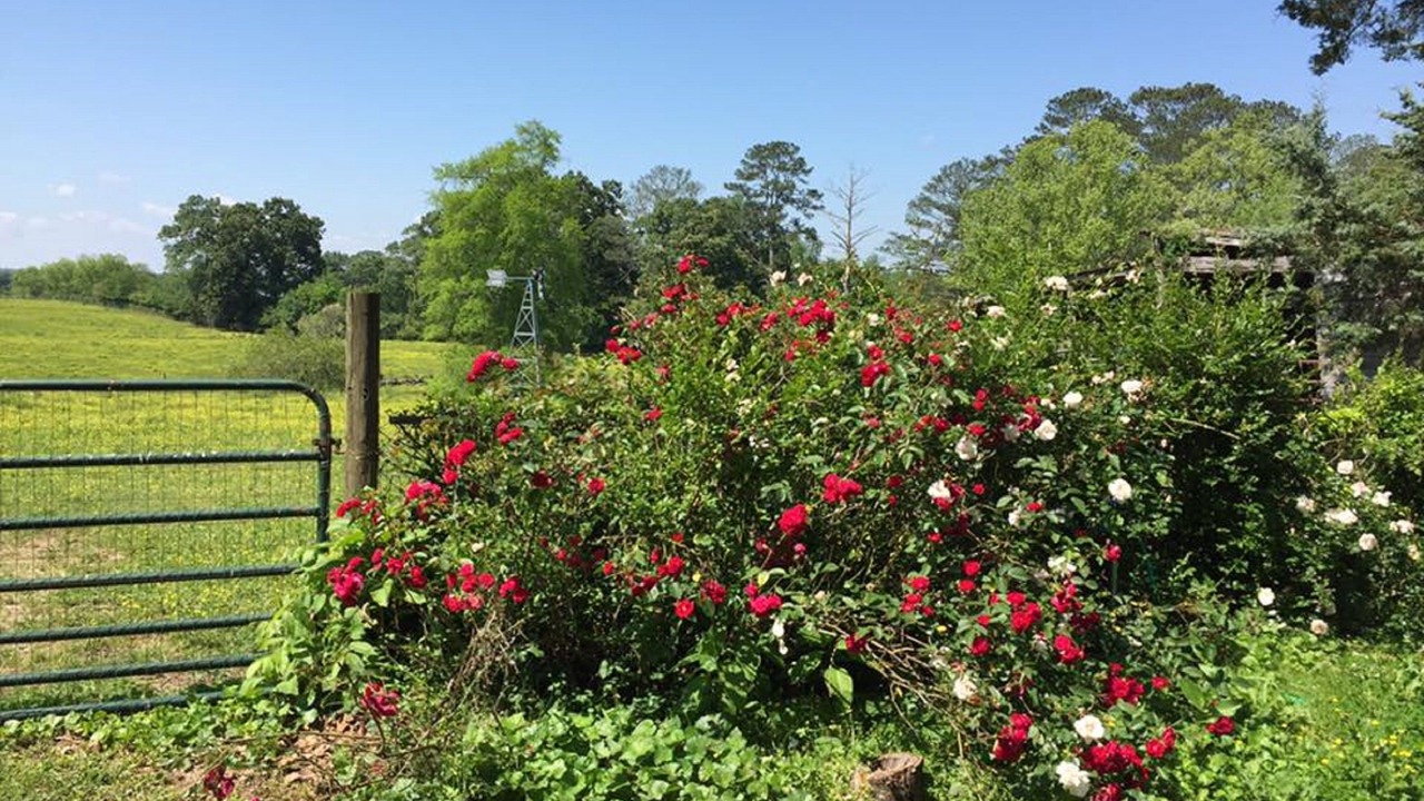 Photo of Outdoor in Jasper