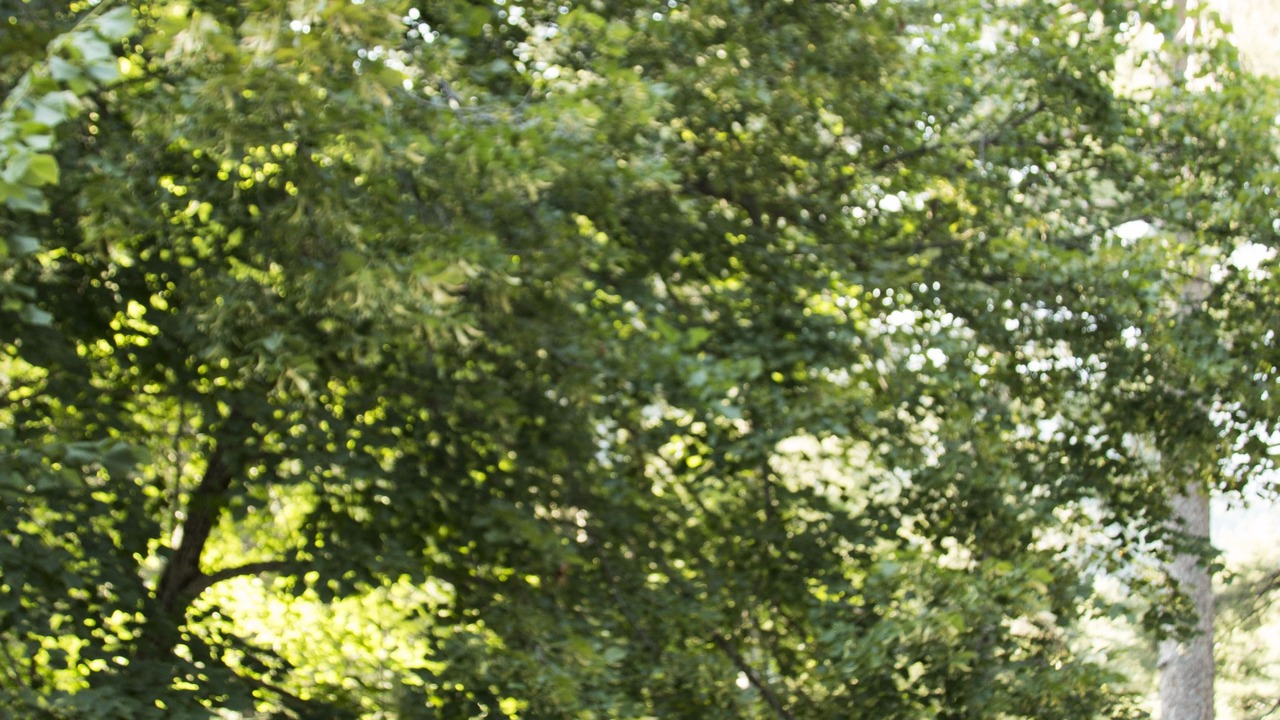 Photo of Outdoor in Vizzavone