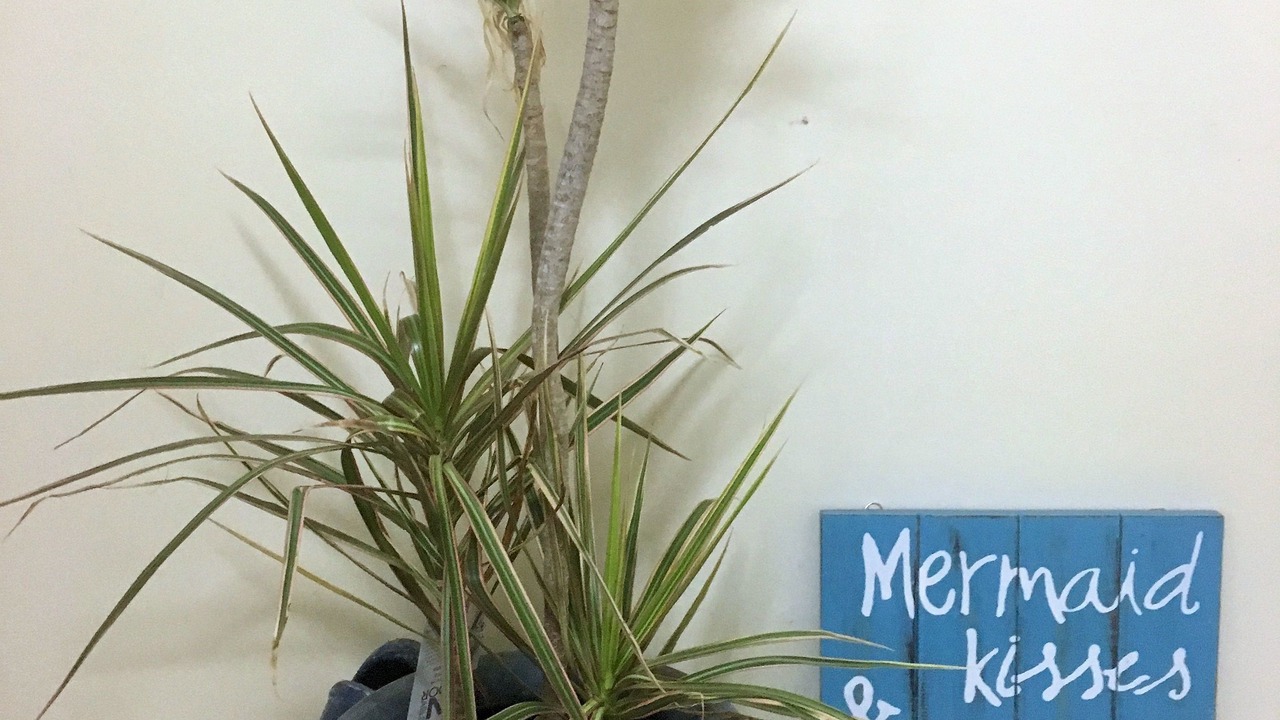 Photo of Others in Blue Bay