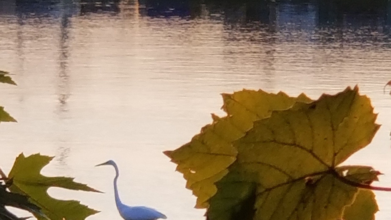 Photo of Others in Hendersonville