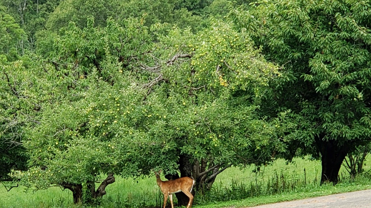 Photo of Outdoor in Cana