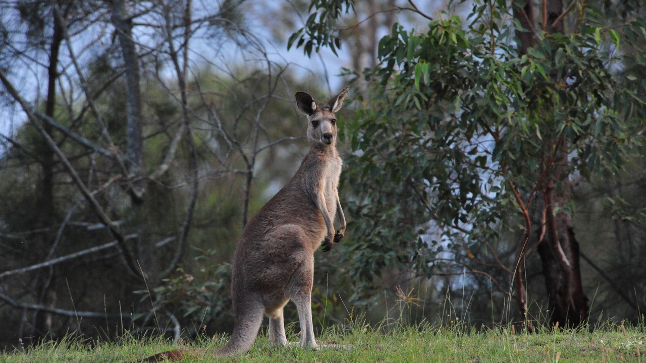 Photo of Outdoor in Pokolbin