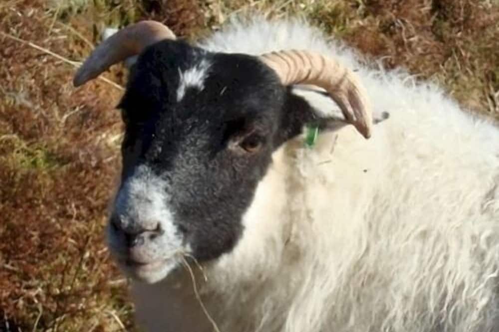 Photo of Others in Newcastleton