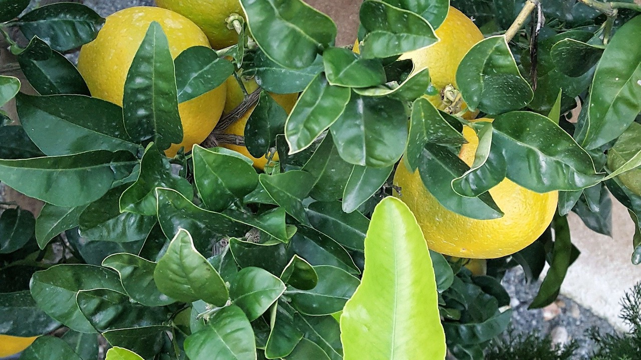 Photo of Outdoor in Sainte-Maxime City Centre