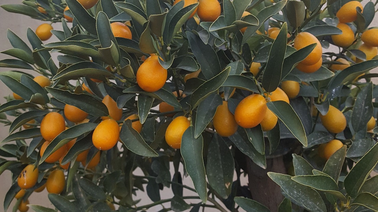 Photo of Outdoor in Sainte-Maxime City Centre