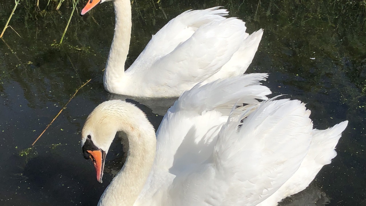Photo of Patio Balcony in Burmarsh