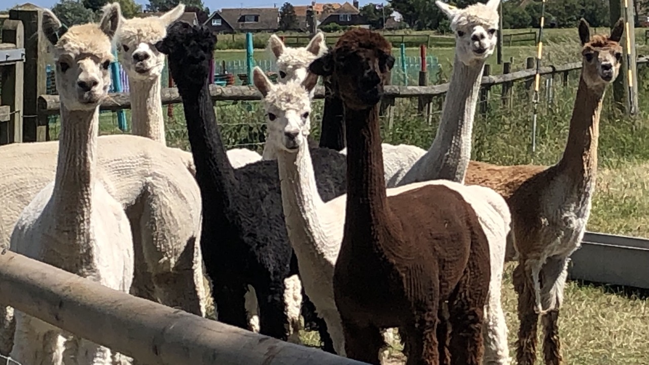 Photo of Others in Burmarsh