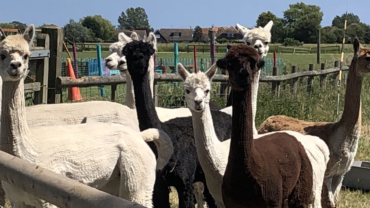 Photo of Outdoor in Burmarsh