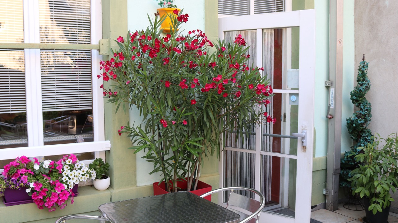 Photo of Patio Balcony in Thionville