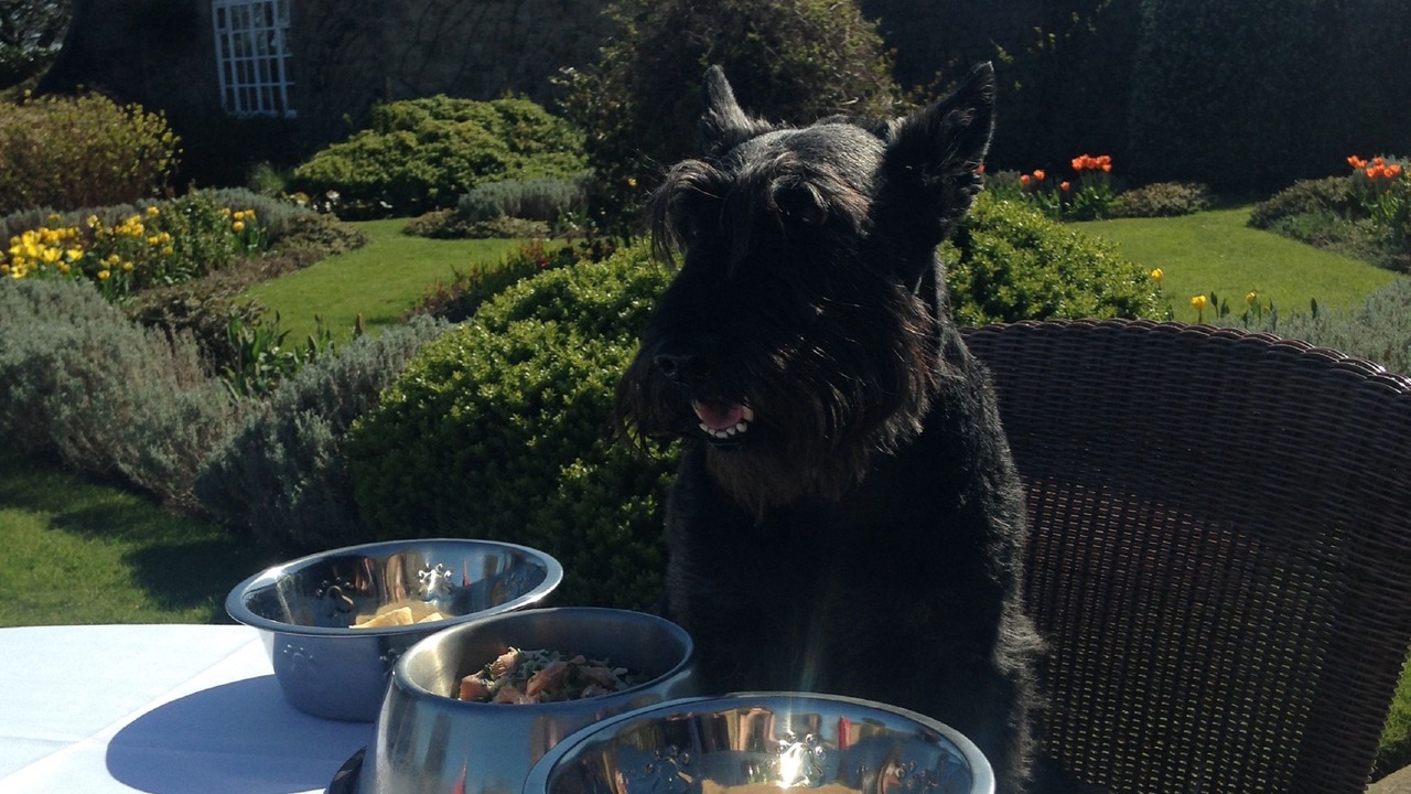 Photo of Others in Gullane