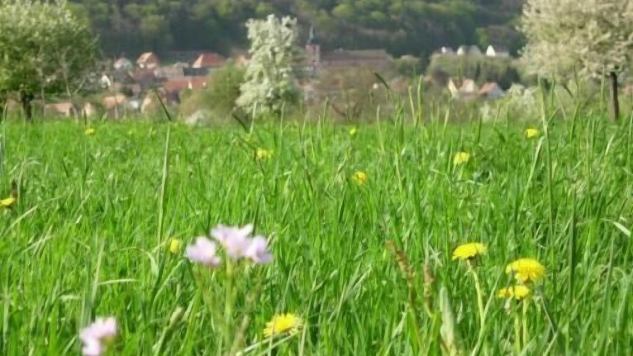 Photo of Outdoor in Saint-Jean-Saverne