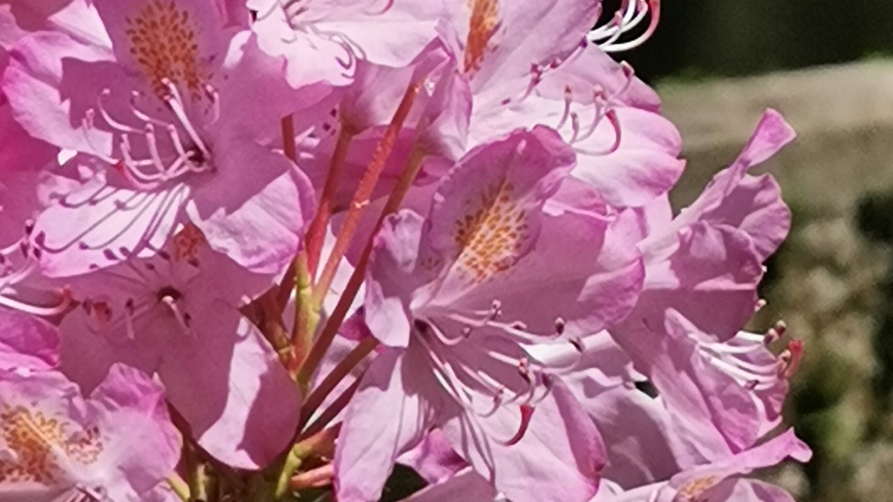 Photo of Outdoor in Uzerche