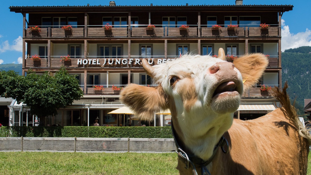 Photo of Outdoor in Wilderswil