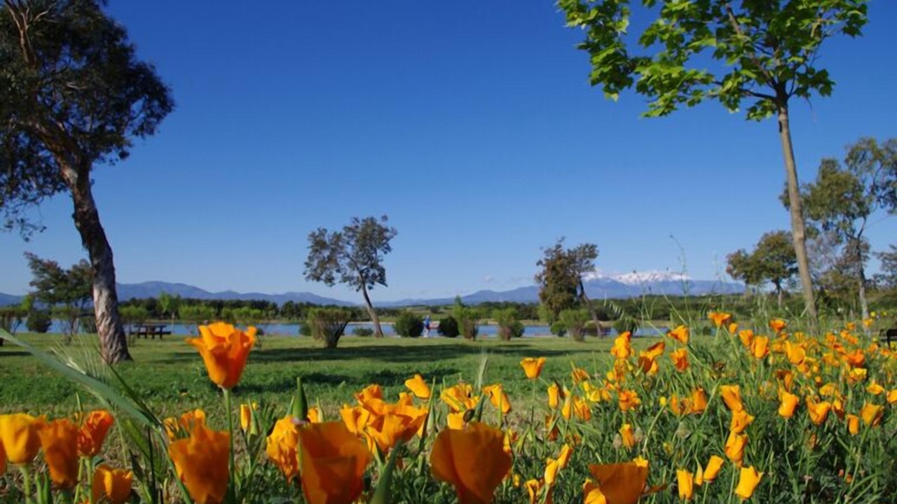 Photo of Others in Perpignan