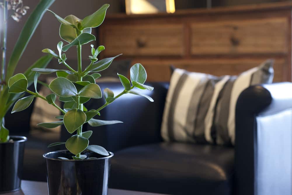 Photo of Livingroom in Villejuif