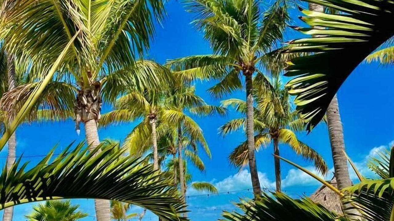 Photo of Outdoor in Tavernier