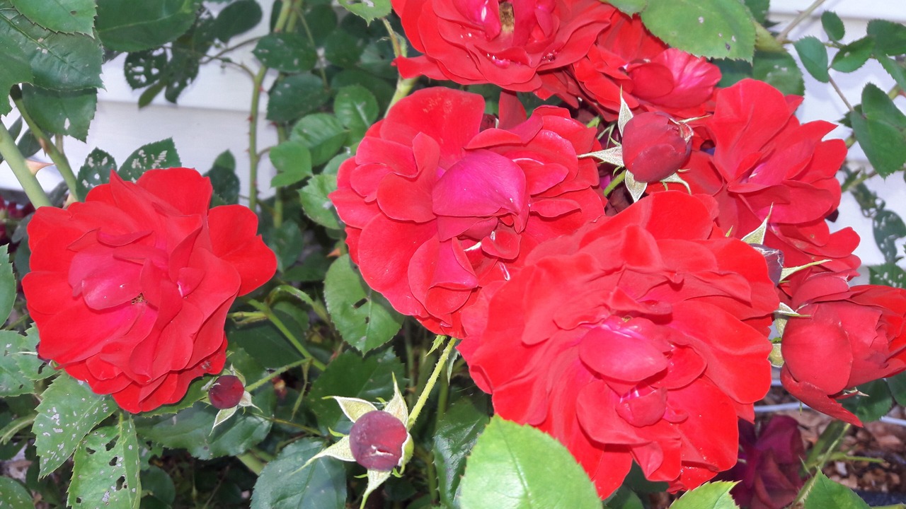 Photo of Outdoor in Monroe