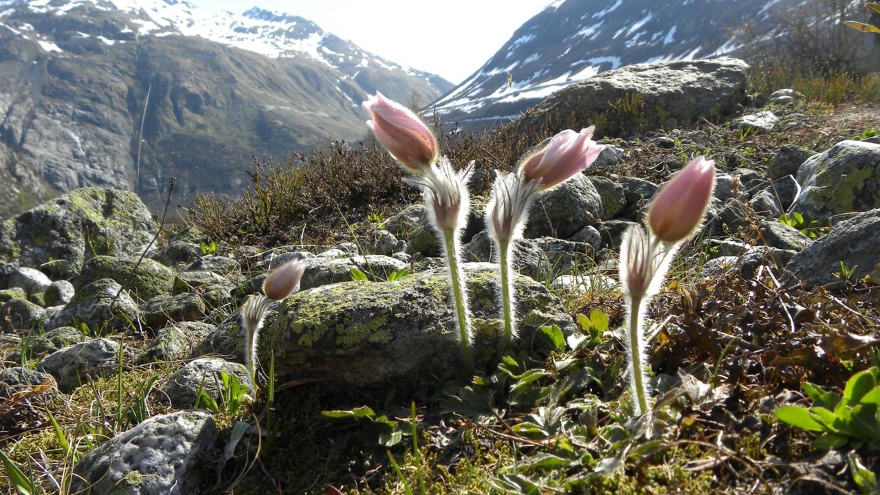 Photo of Outdoor in Gluringen