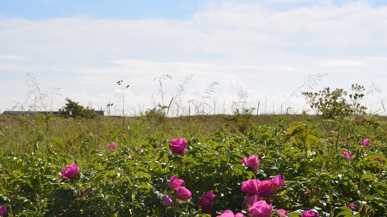 Photo of Others in Grena Strand