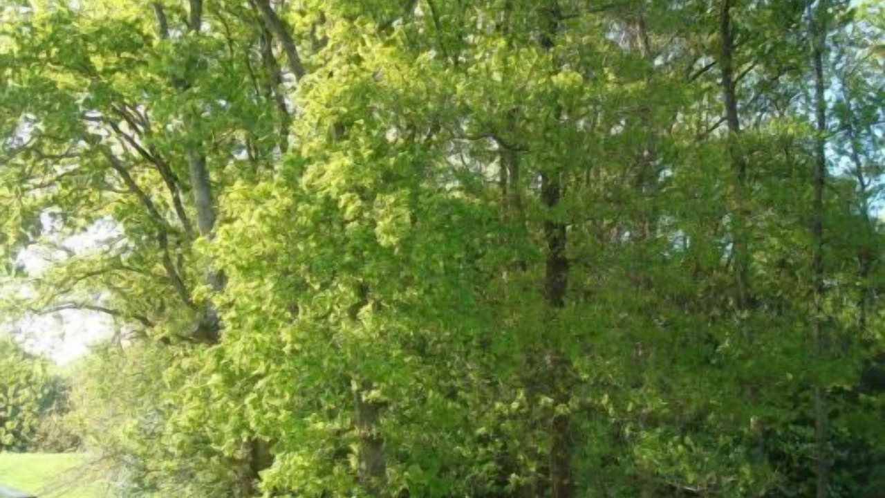 Photo of Outdoor in Saint-Nazaire