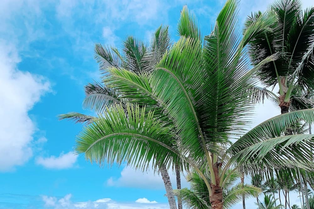 Photo of Outdoor in Punaluu