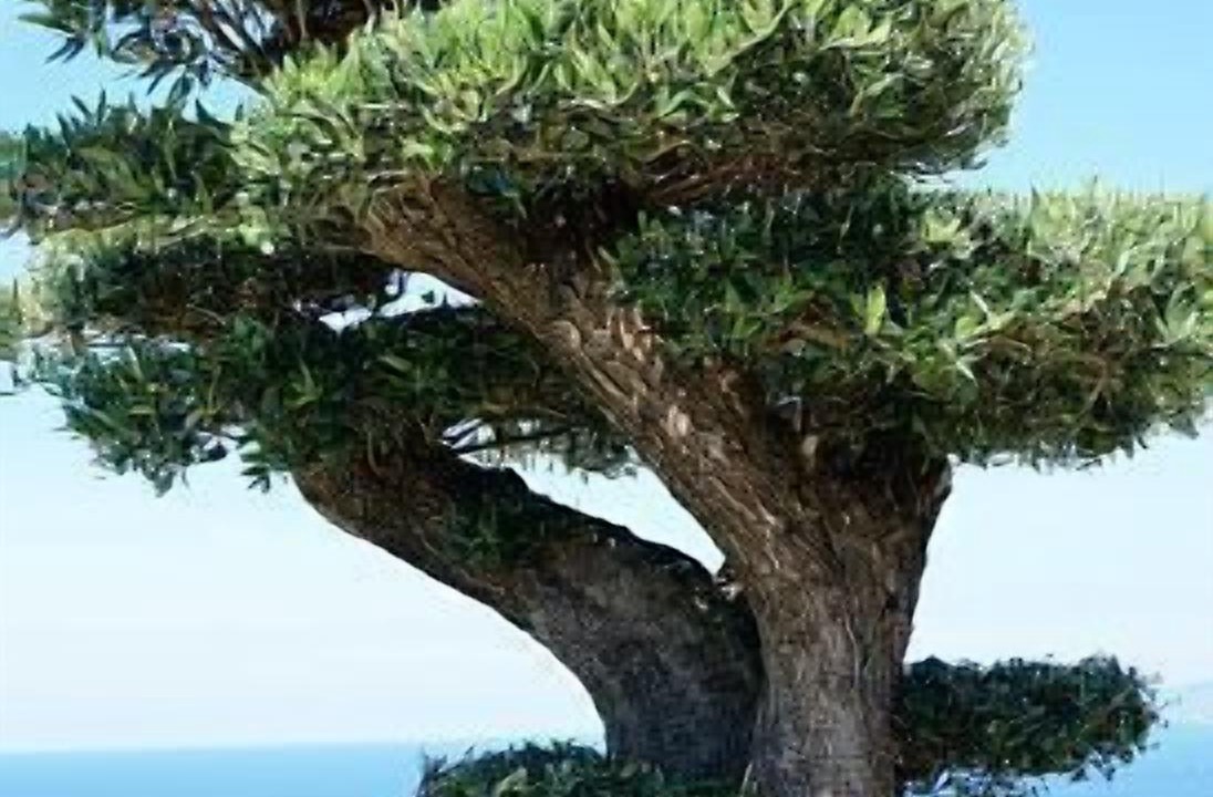 Photo of Outdoor in Getaria