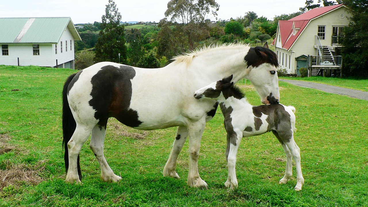 Photo of Outdoor in Kerikeri