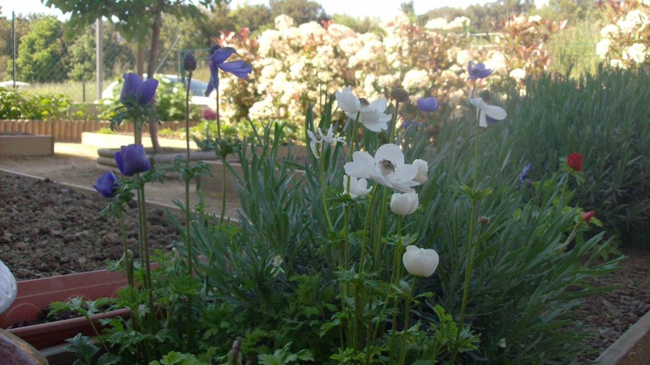 Photo of Outdoor in Patrimonio