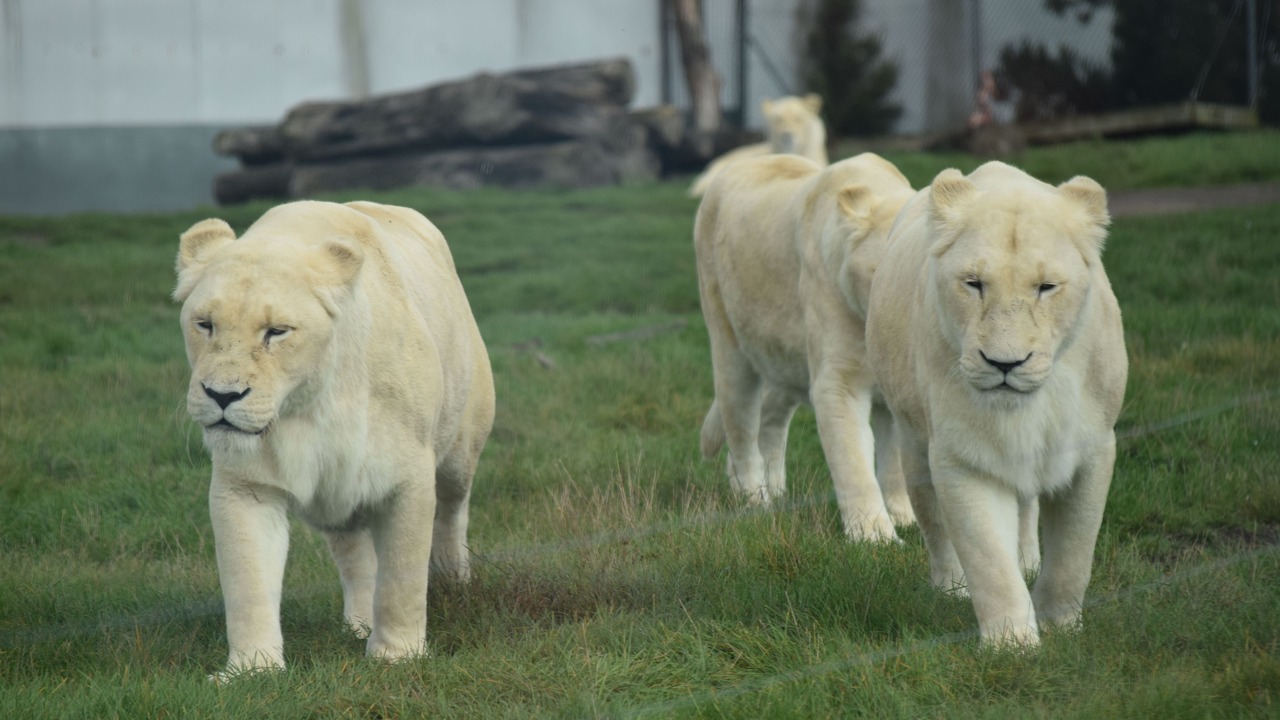 Photo of Others in Kidderminster