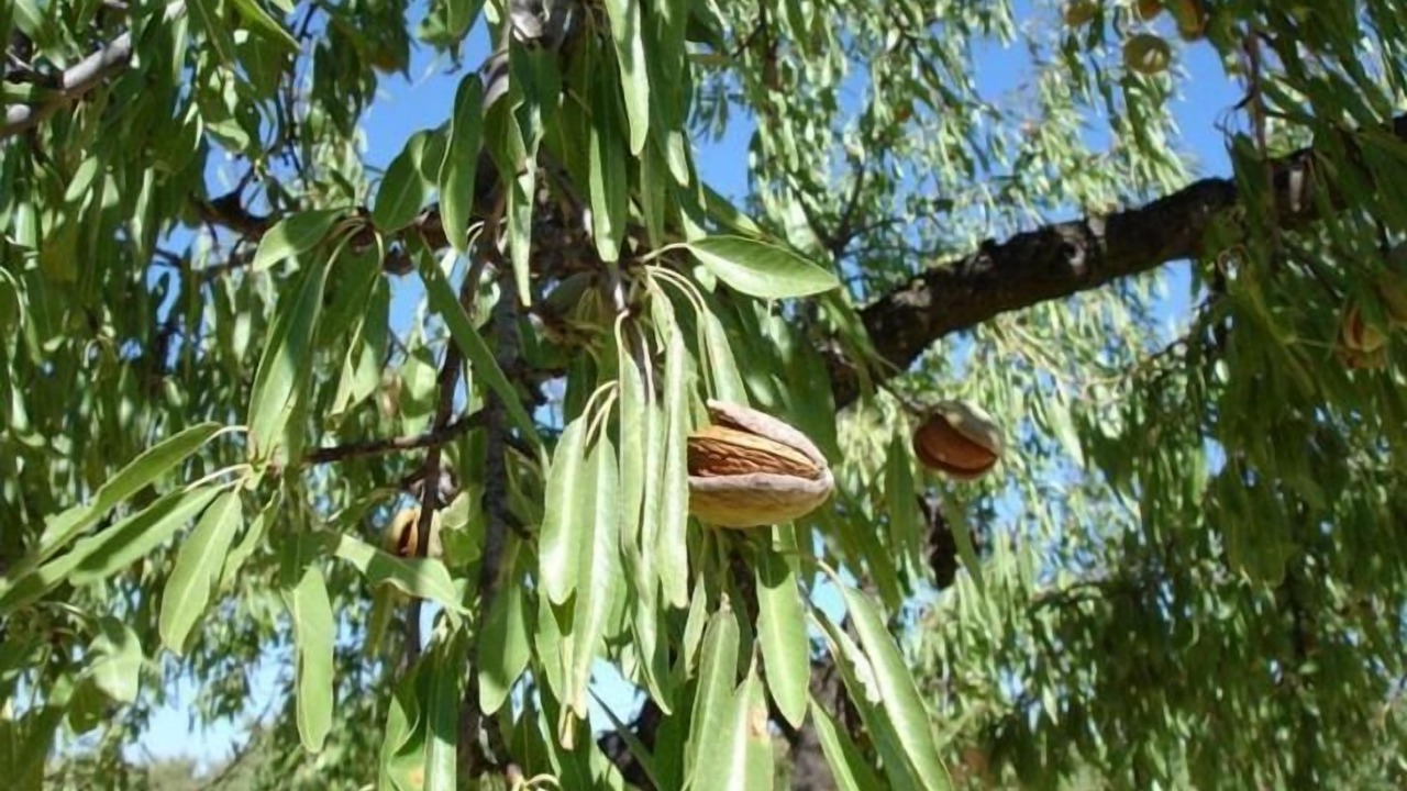 Photo of Others in La Pobla de Massaluca