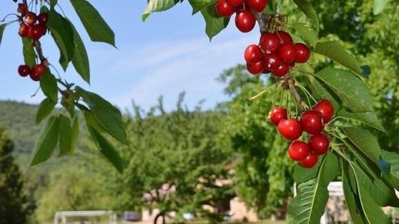 Photo of Outdoor in Alcover