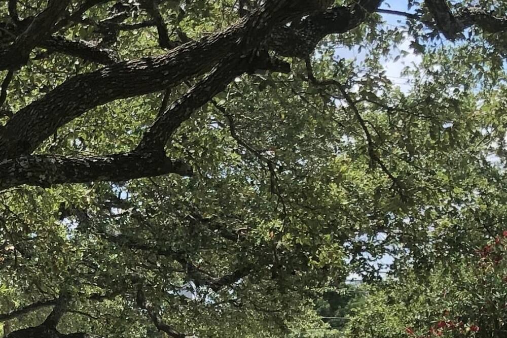 Photo of Outdoor in Leon Valley