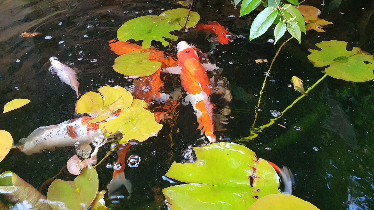 Photo of Outdoor in Tourcoing