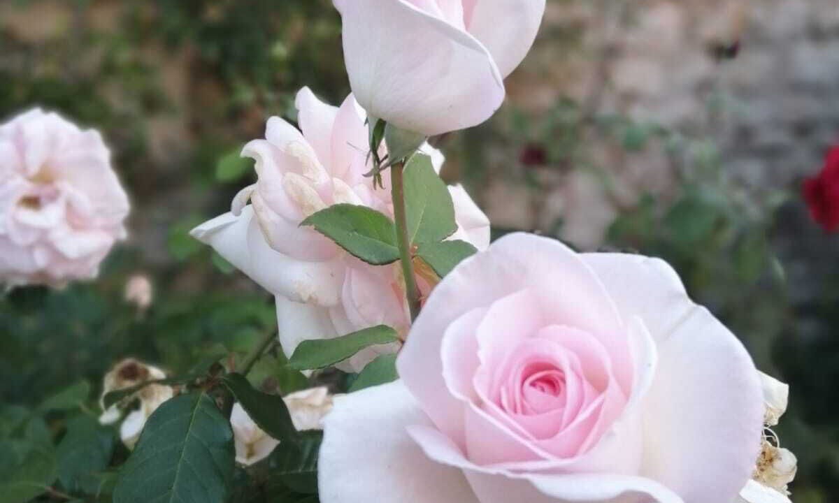 Photo of Outdoor in Reilly