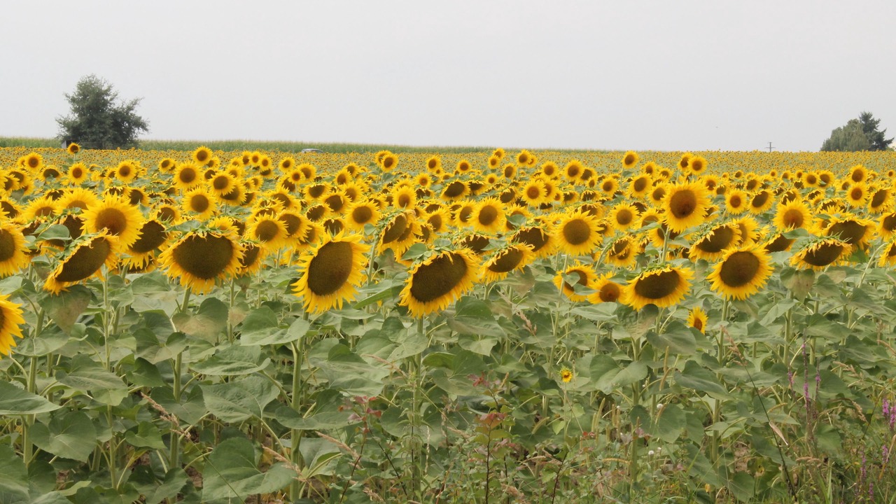 Photo of Outdoor in Saint-Nicolas-de-la-Grave