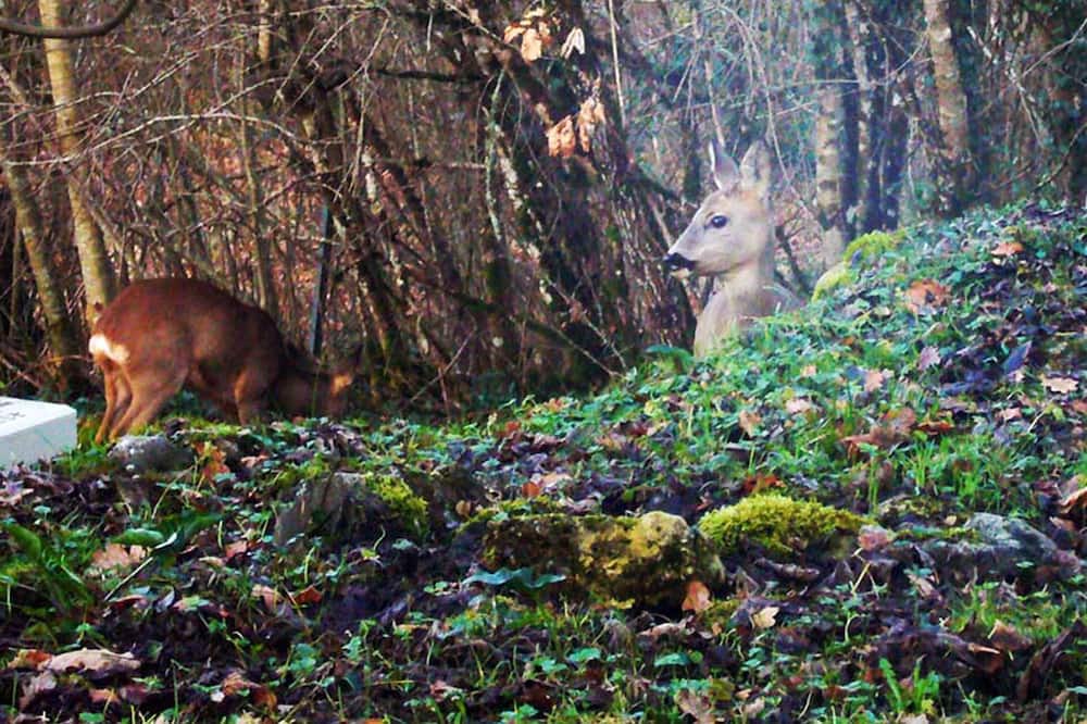 Photo of Others in Paussac-et-Saint-Vivien