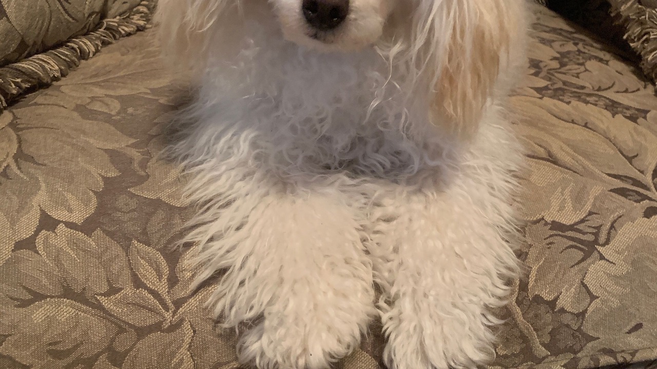 Photo of Others in Holly