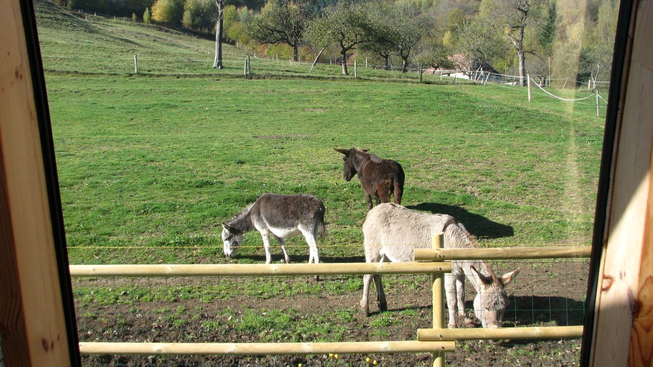 Photo of Outdoor in Mitzach