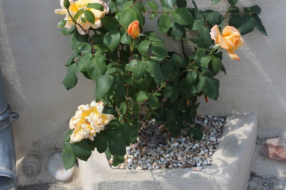 Photo of Outdoor in Montclar