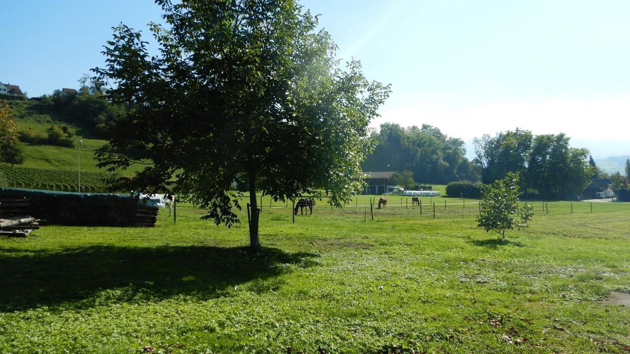 Photo of Others in Meilen District